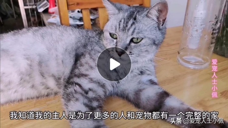 两只被遗忘的猫咪将是武汉疫情期间寄养最长的猫咪