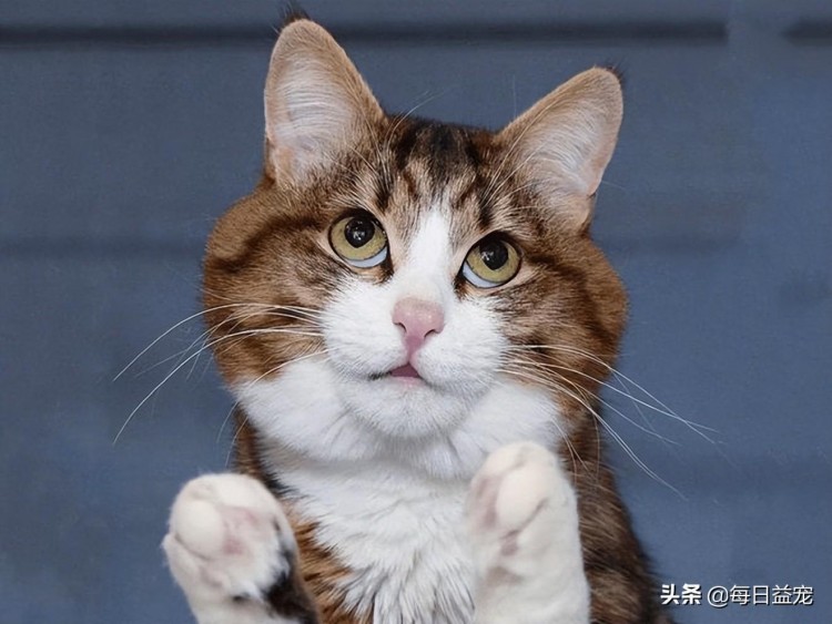 猫咪玄学！走丢的猫咪也能找回网友们亲测有效