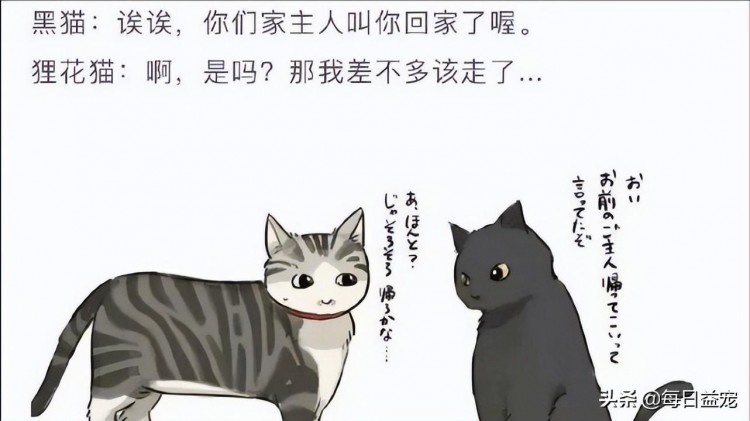 猫咪玄学！走丢的猫咪也能找回网友们亲测有效