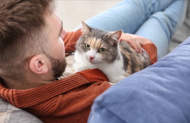 猫养久了中途送给别人它会不会难过