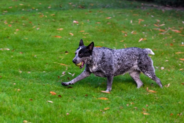 狗狗智商排行大全前十名，你家爱犬上榜了吗？