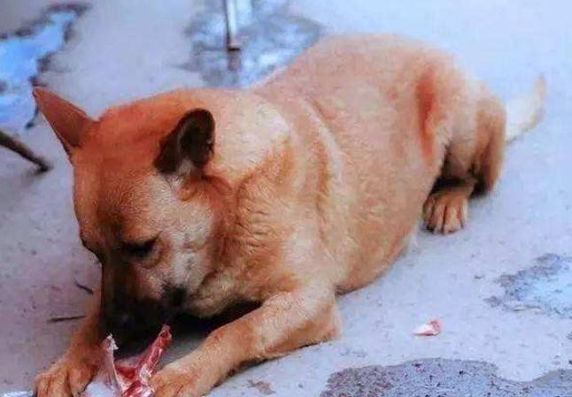 养一只宠物狗一个月需要花多少钱小型犬还好大型犬花的更多