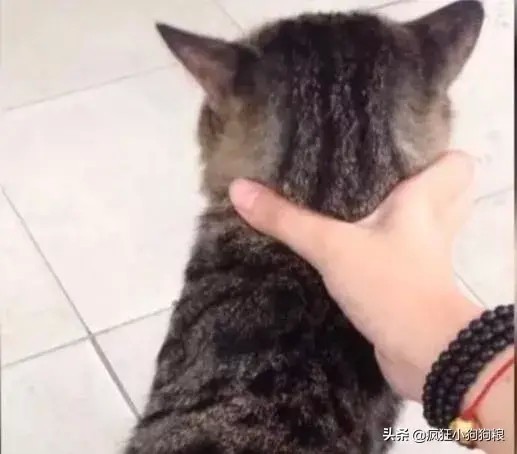 网友诱捕了一只虎斑猫回家,才养3个月发生惊人转变!