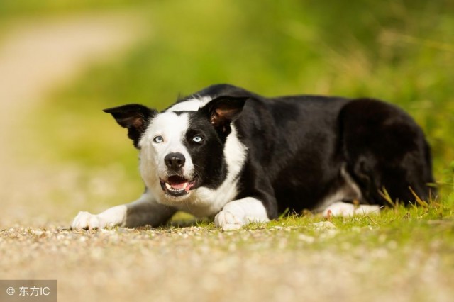 原来边境牧羊犬这么可怕难怪这么多人不敢养！