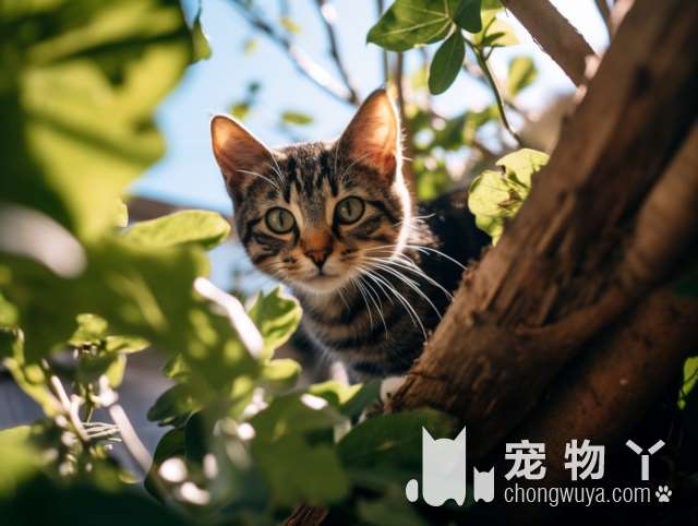 十大不掉毛猫排行？