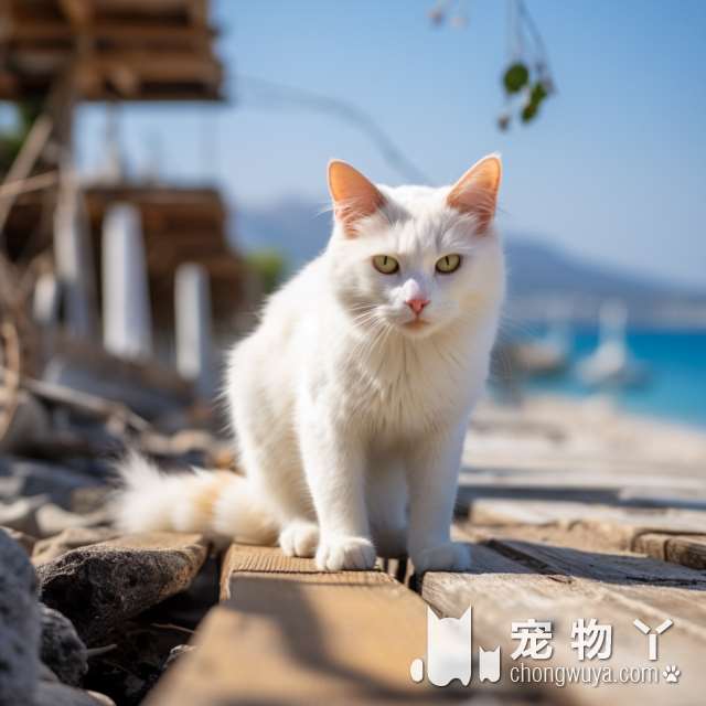 狮猫VS波斯猫