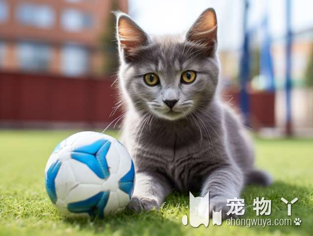 波斯猫的绰号？