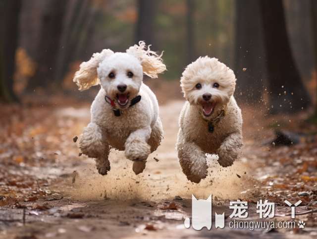 江阴周边城市哪有买狗的市场？
